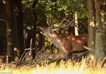 27 Rothirsch u 18 Ederkopf